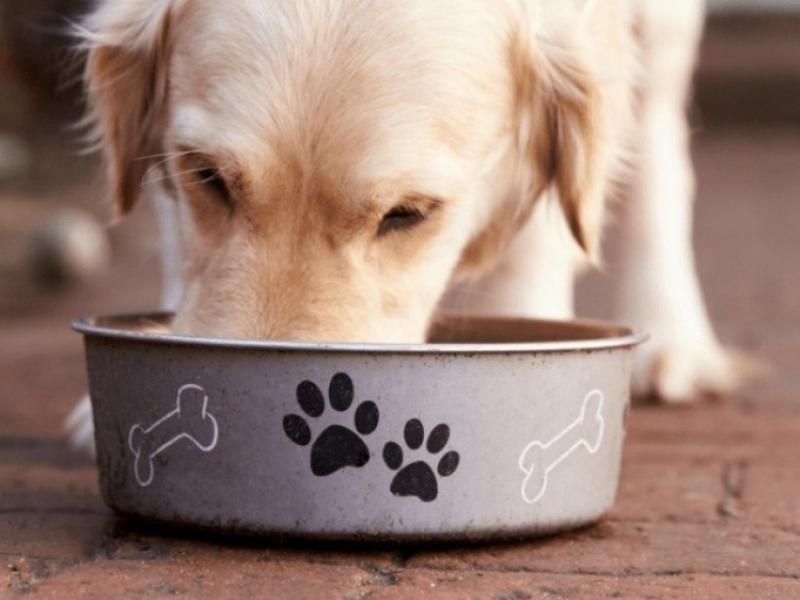 κατοικίδια