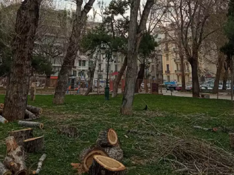 δέντρα θεσσαλονίκη