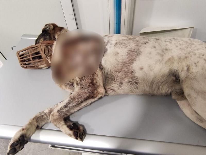 Βόλος: Πυροβόλησαν σκύλο εξ επαφής – Έκκληση για αίμα