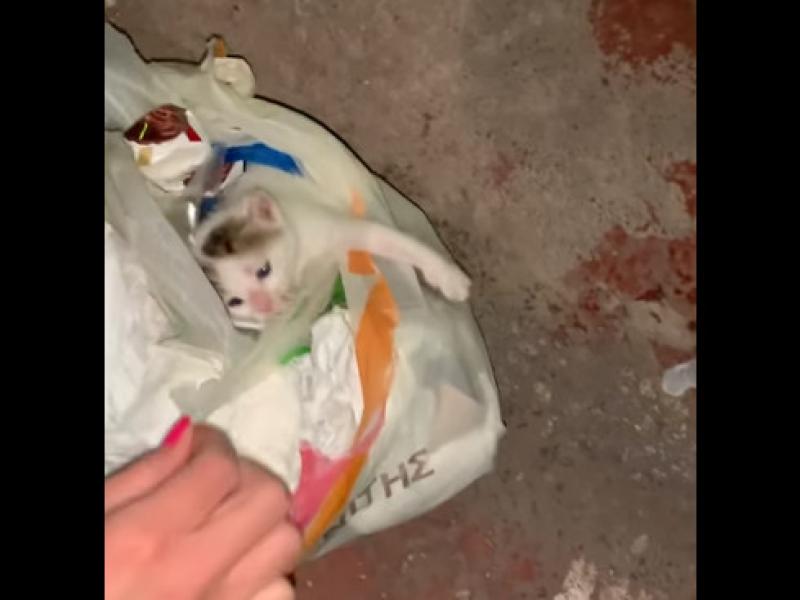 Οργή: Έβαλαν γατάκι σε σακούλα και το πέταξαν στα σκουπίδια