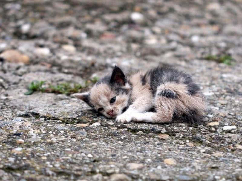 Βέλγιο: Εβδομήντα πέντε γάτες και τρεις σκύλοι βρέθηκαν σε καταψύκτες μέσα σε ένα σπίτι