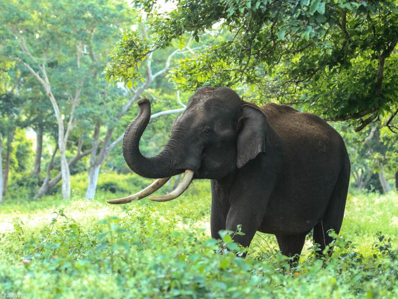 Ελέφαντας κάνει κατακόρυφο και αφήνει άναυδο το κοινό ζωολογικού κήπου