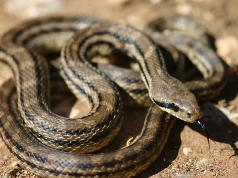 Τρίκαλα: Έκλεισε σχολείο λόγω φιδιών