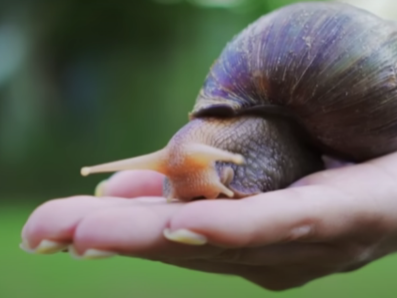 hpa_snails