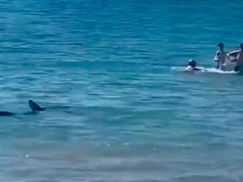 Нападение акулы в море. Акулы в черном море. Акула в море.