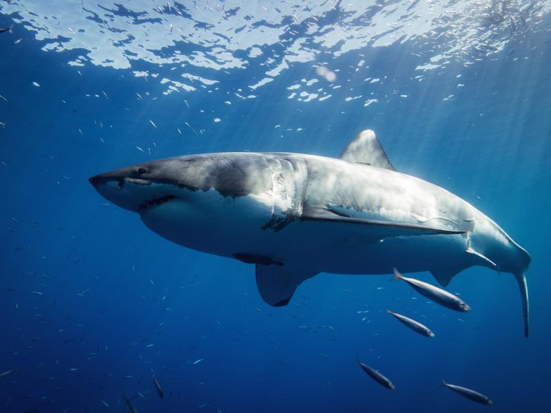Ζάκυνθος: Καρχαρίας κολυμπά μπροστά σε σκάφος λίγο έξω από το λιμάνι