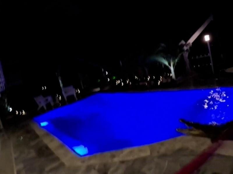 Κροκόδειλος σε πισίνα