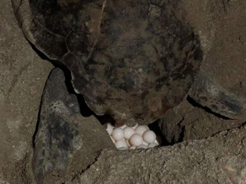 Χελώνα γέννησε τα αυγά της ανάμεσα στις ξαπλώστρες 