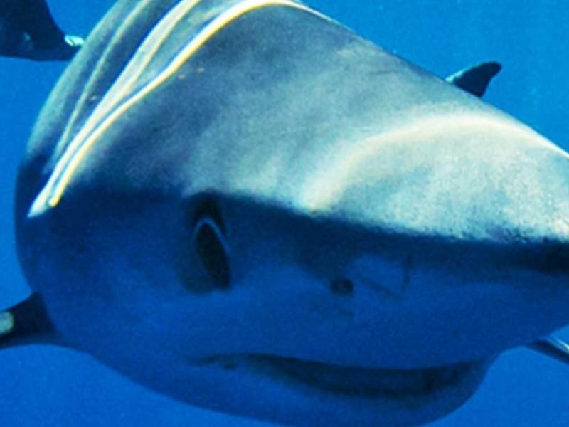 γαλάζιος καρχαρίας