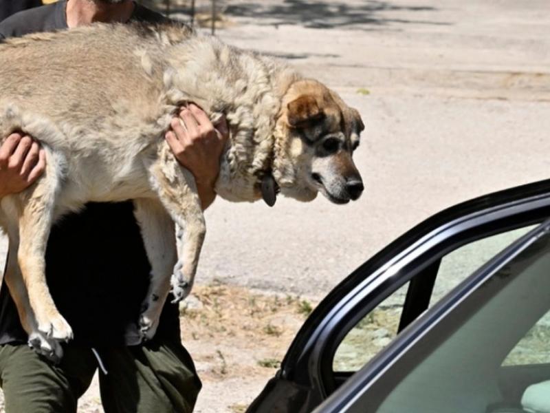 σκύλος πυρκαγιά