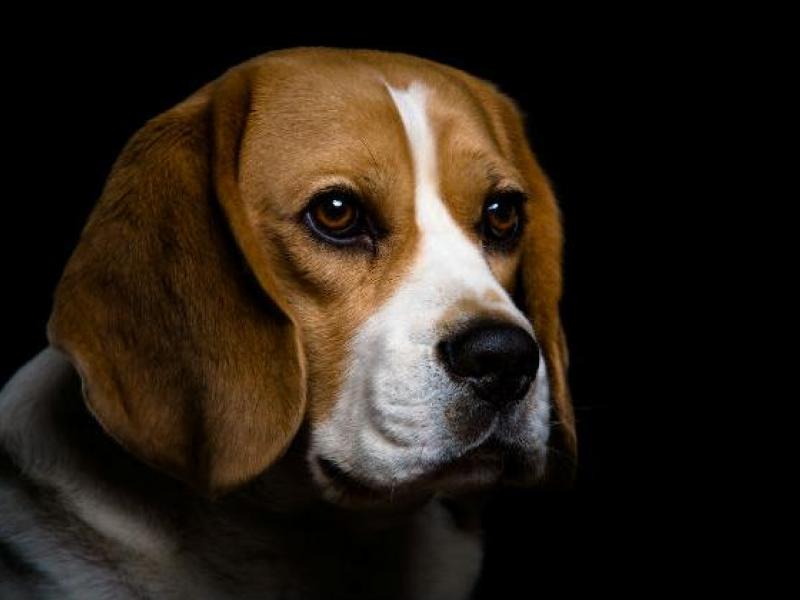 beagle-dog