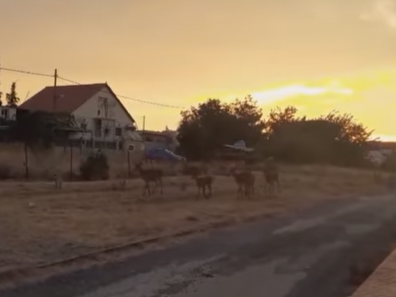 Σπαρακτικές εικόνες - Ελάφια στην Πάρνηθα ψάχνουν τροφή στα καμμένα