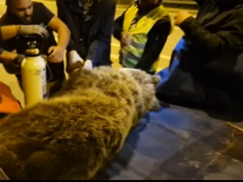 Κοζάνη: Ολονύχτια επιχείρηση διάσωσης αρκούδας που χτυπήθηκε από ΙΧ (Βίντεο)