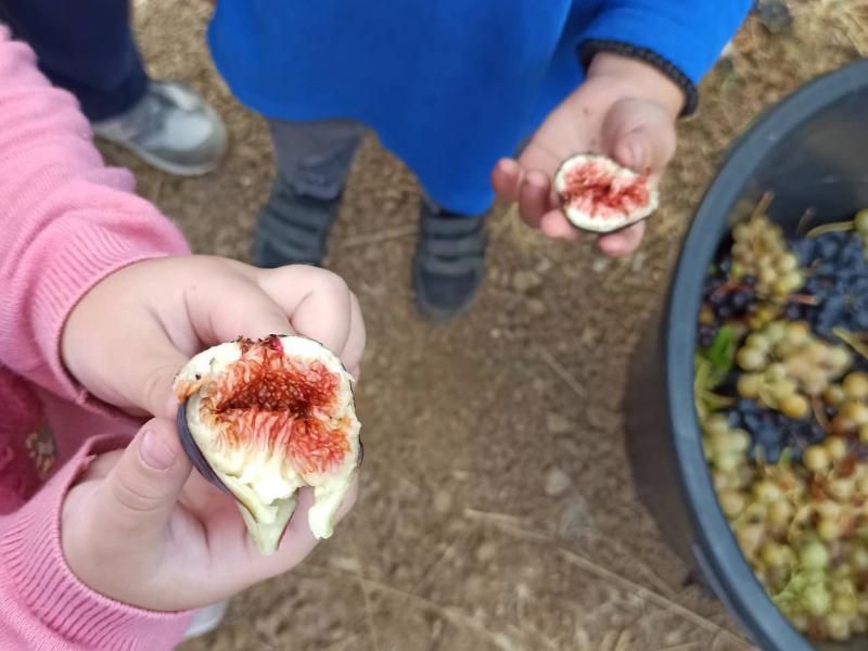 Μεγαλώνοντας στην αγροτική Νότια Χίο σήμερα