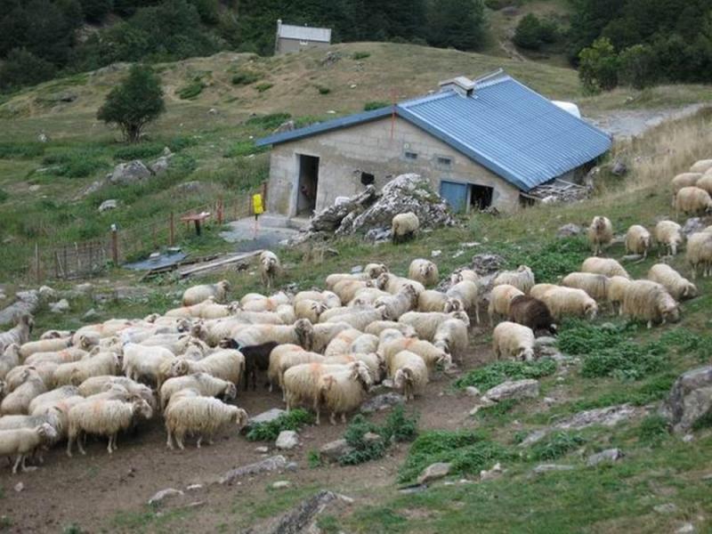 Απίστευτη καταγγελία στη Λάρισα: Εργοδότες κρατούσαν κτηνοτρόφο αιχμάλωτο  για 9 μήνες | Alfavita