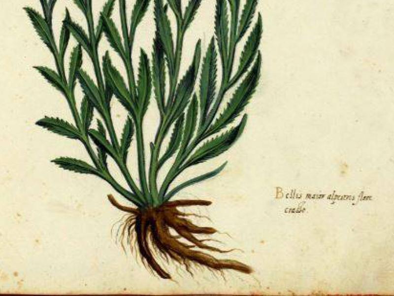Μπολόνια: Ένα φυτολόγιο 500 ετών αποκαλύπτει μυστικά για το περιβάλλον