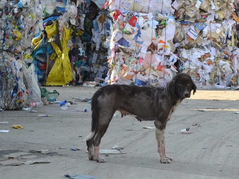 Ξάνθη: Πάνω από 600 σκύλοι αργοπεθαίνουν στη χωματερή – (Σκληρές εικόνες / Vid)