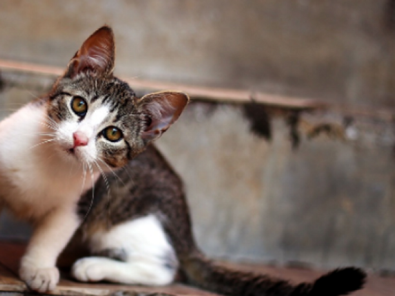 Γάτες: Για ποιους λόγους μας περιμένουν πίσω από την πόρτα