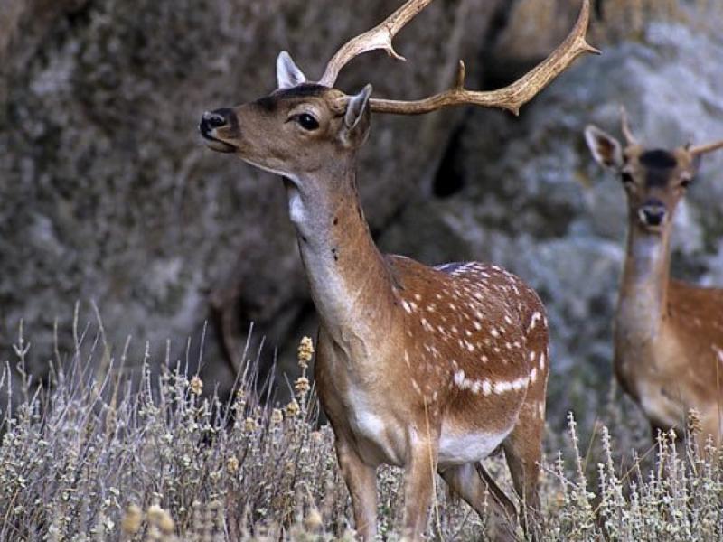 Σημαντική ανακάλυψη: Πώς κυνηγούσαν οι άνθρωποι την εποχή του Λίθου