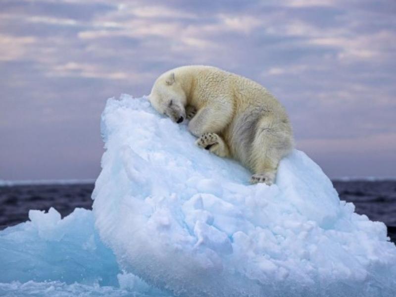 «Κρεβάτι από πάγο»: H εικόνα που πήρε βραβείο καλύτερης φωτογραφίας