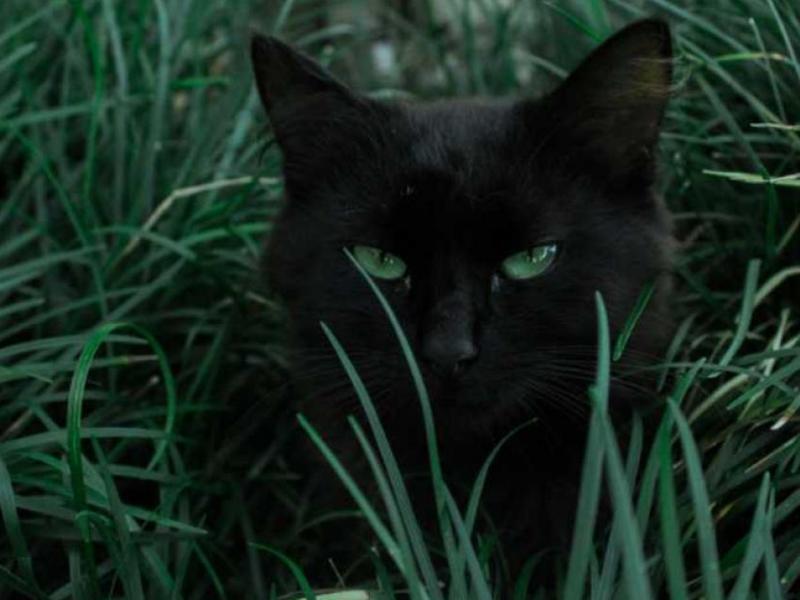 μαυρη γατα