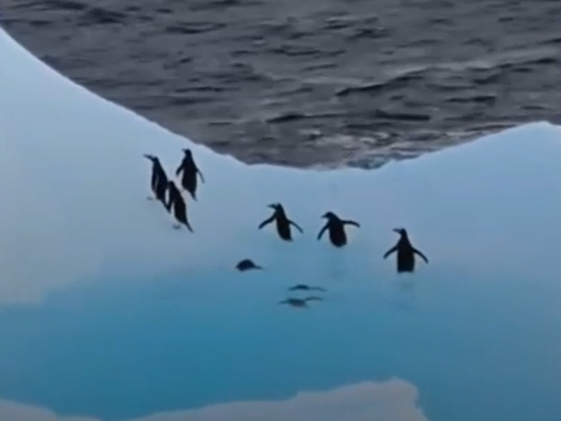 Μια παρέα πιγκουίνων διασκεδάζει χοροπηδώντας σε παγόβουνο (Βίντεο)