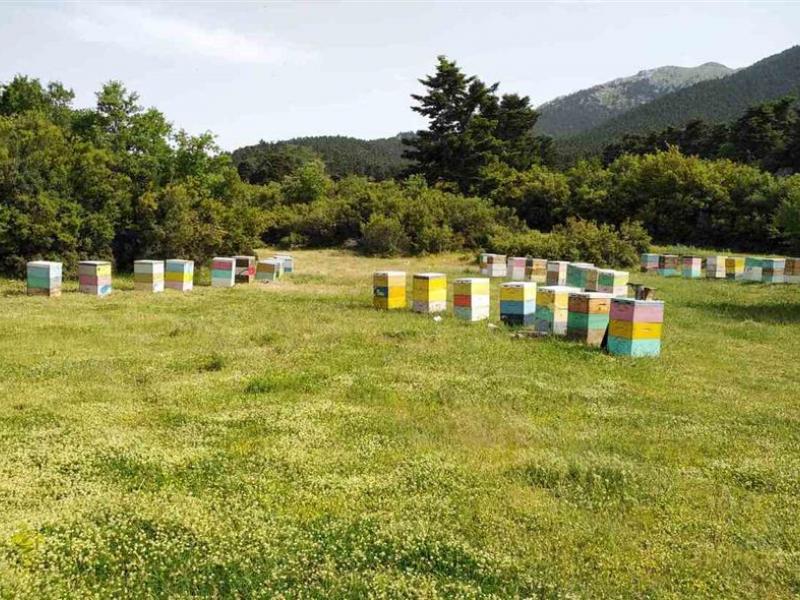 Η αντιπυρική περίοδος εξοντώνει τις μέλισσες: «Σε 20 ημέρες δεν θα υπάρχουν μελίσσια στην Αττική»