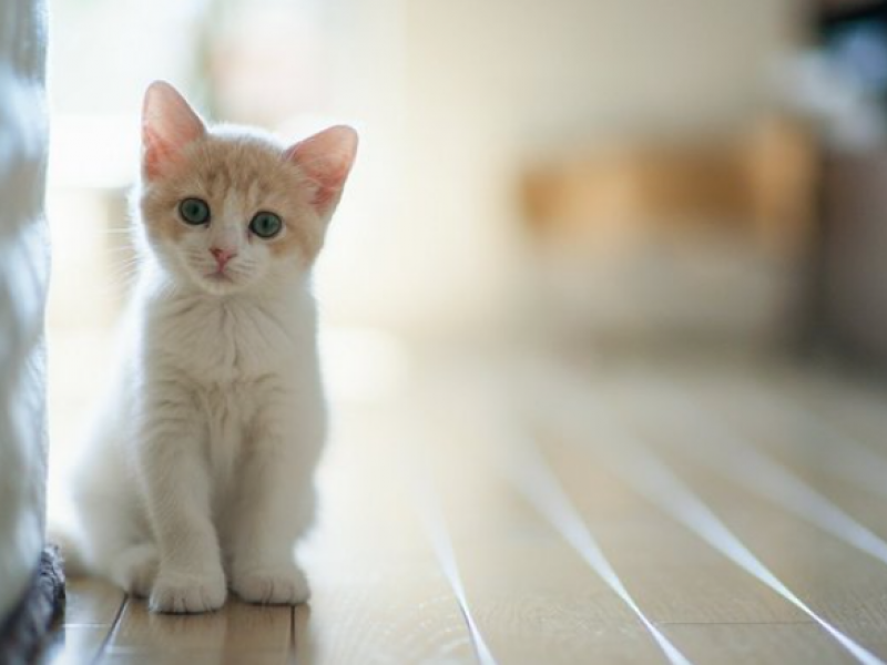 gataki