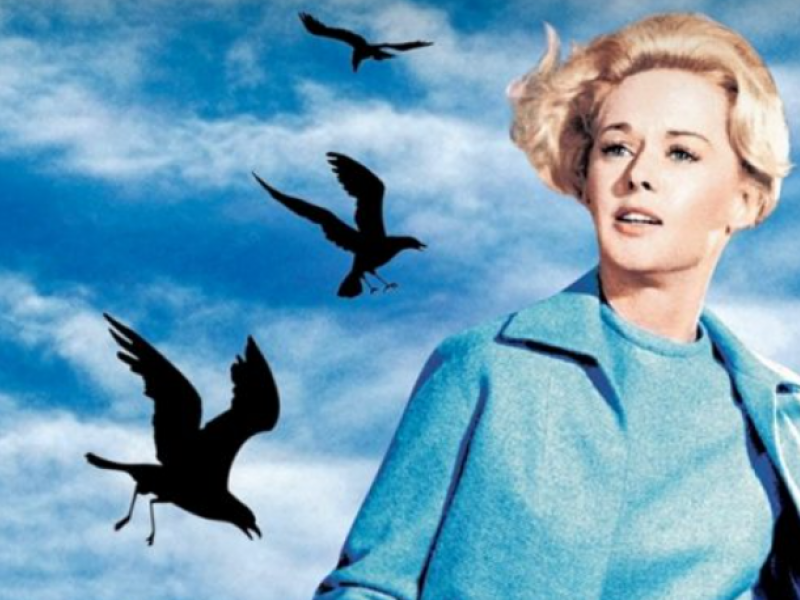 birds_chitskok
