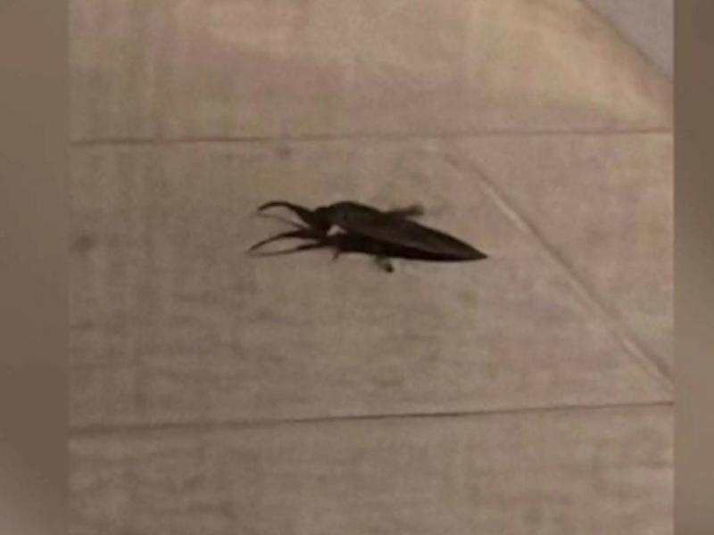 Λιθόκερος