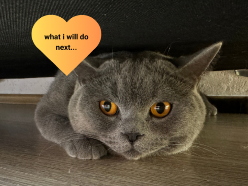 gatos
