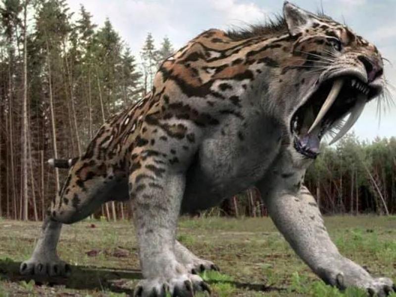 arhaiozoo
