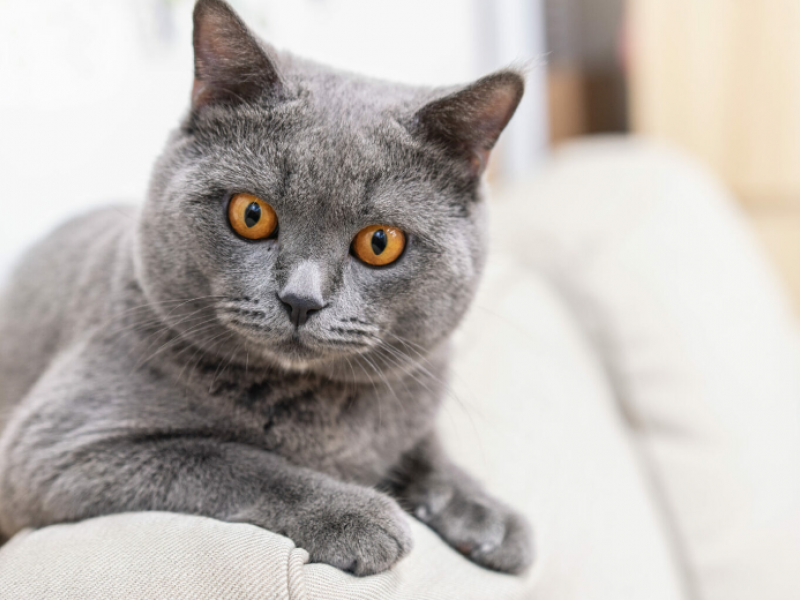 gata