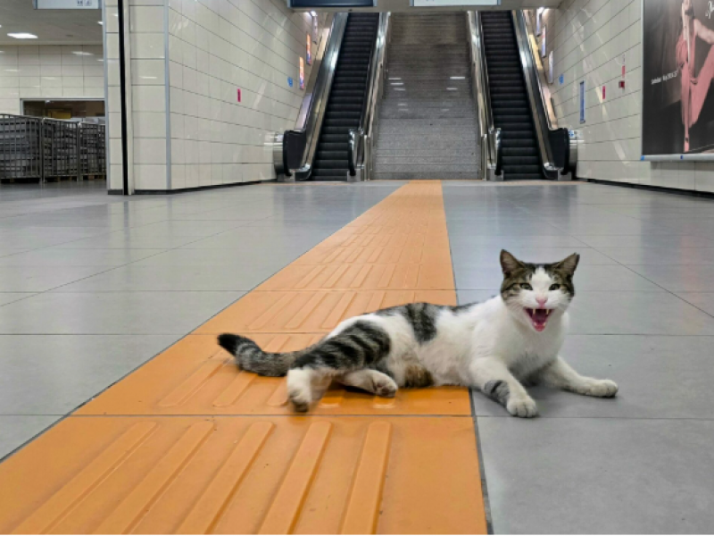 gatoula