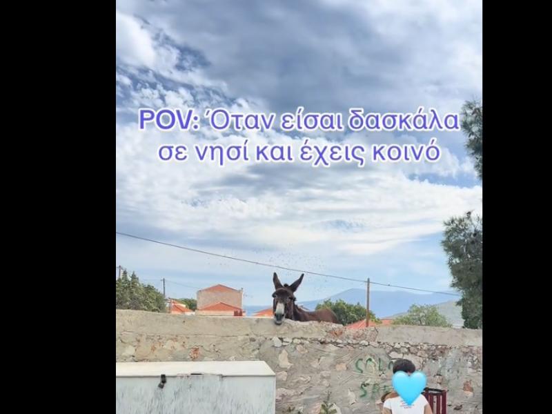 γαιδουράκι 