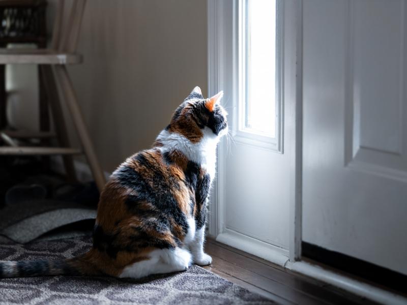 gata