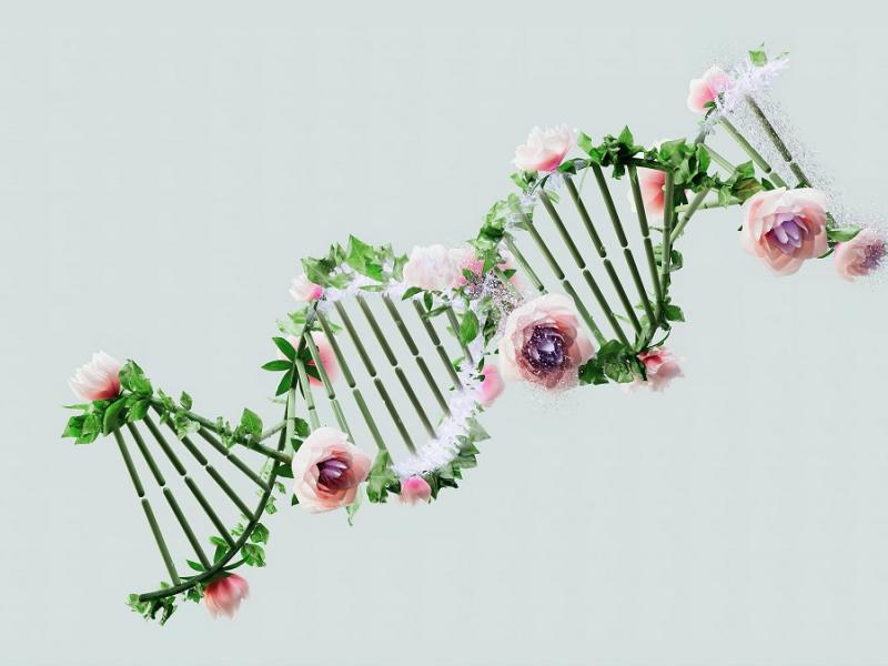 DNA