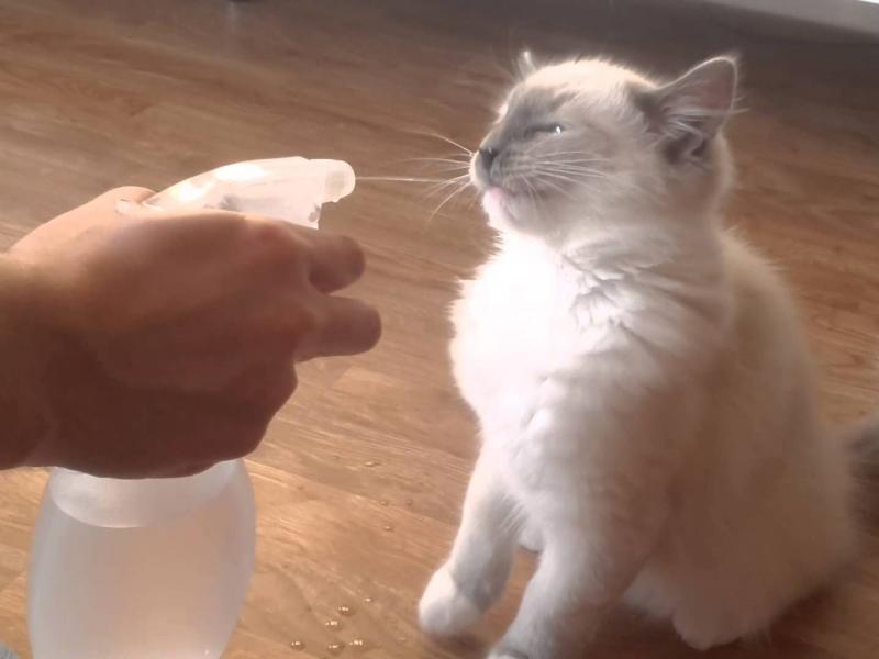 gata