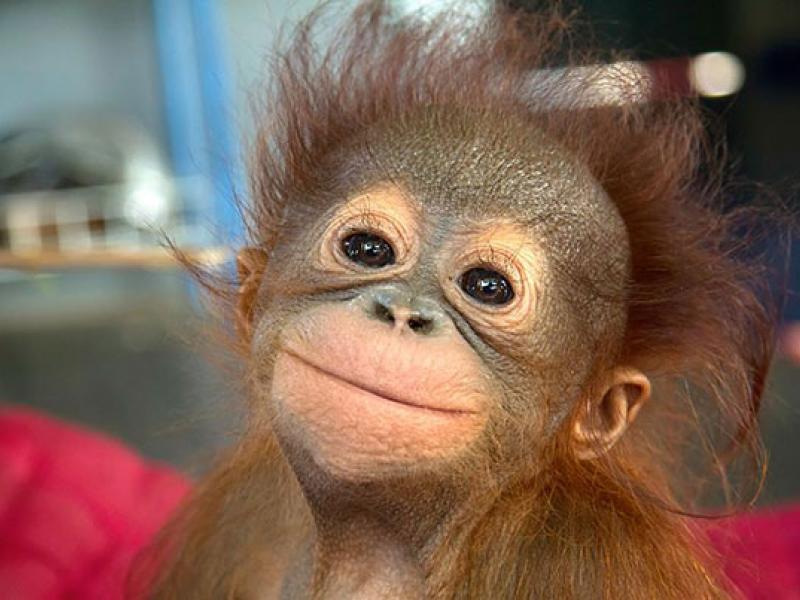 ape