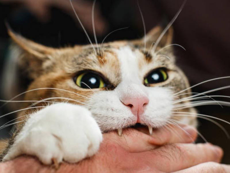 gata