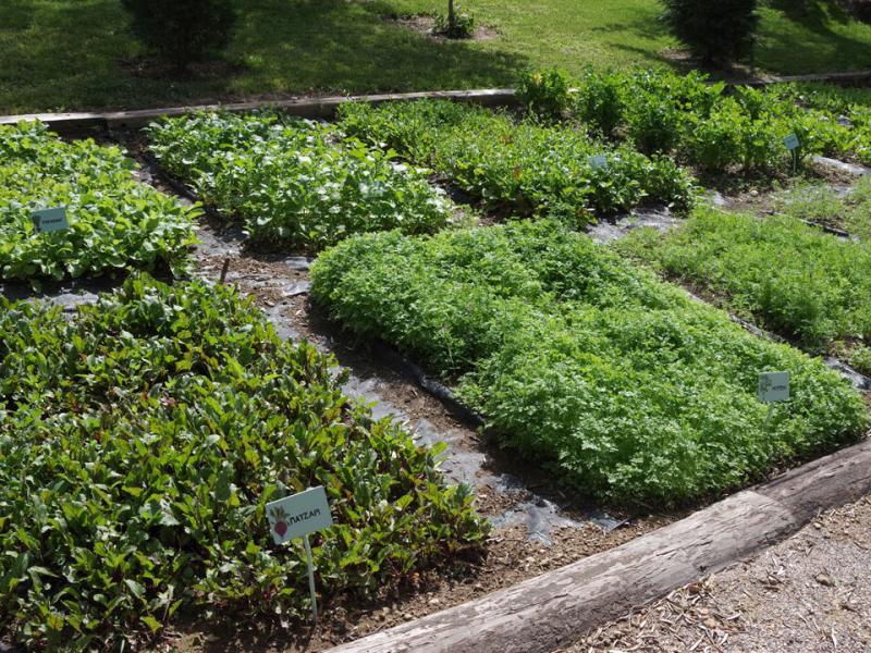 Λαχανόκηπος