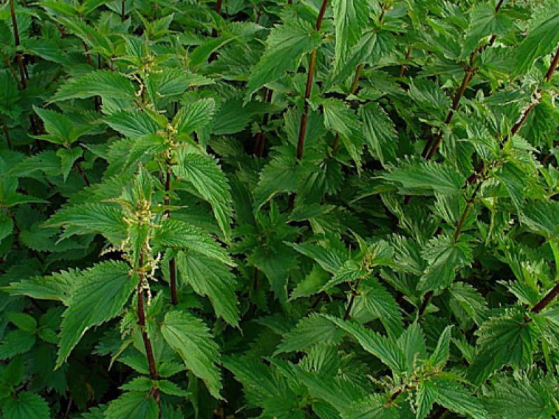 tsouknida