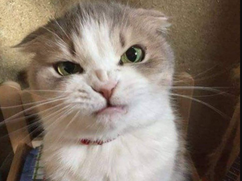 gata