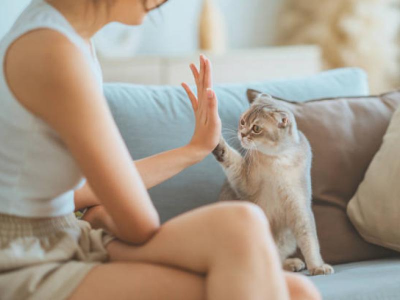 gata