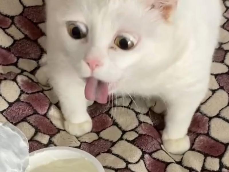 gata