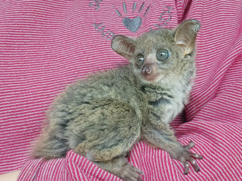 galagos
