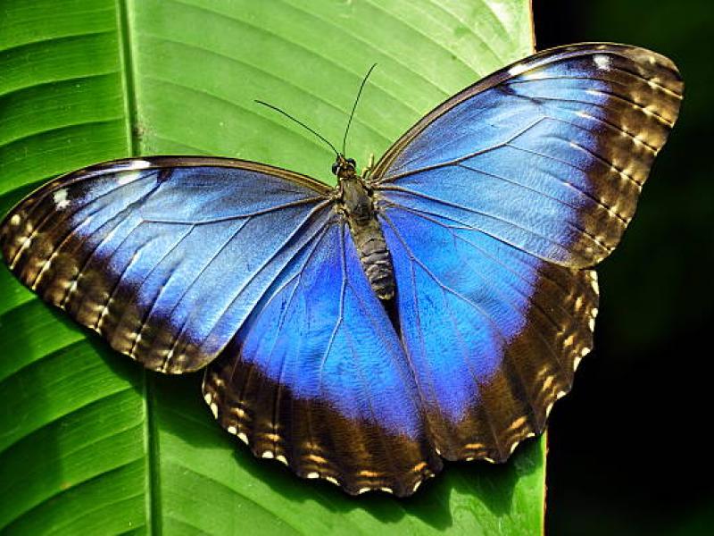 petalouda