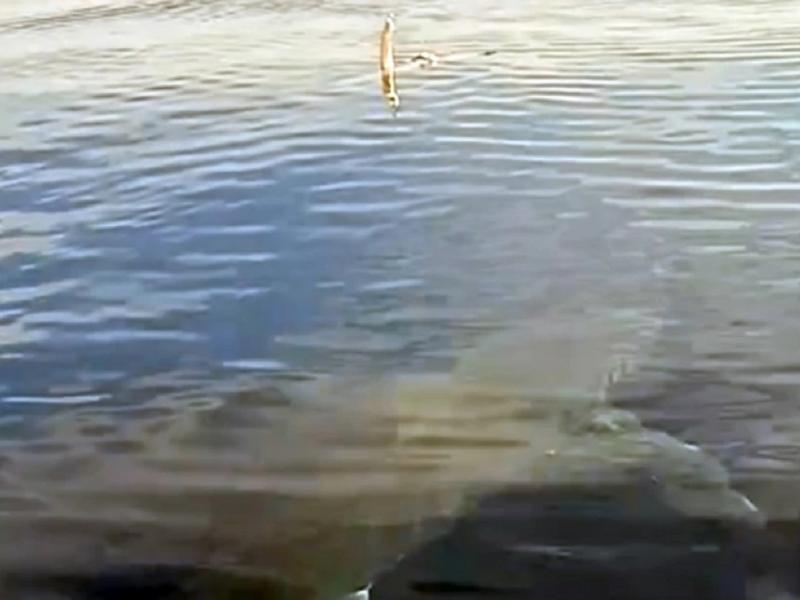 Καρχαρίας στην Κάρπαθο