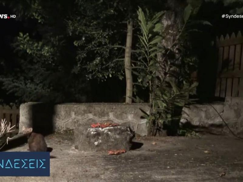 Πετροκούναβο