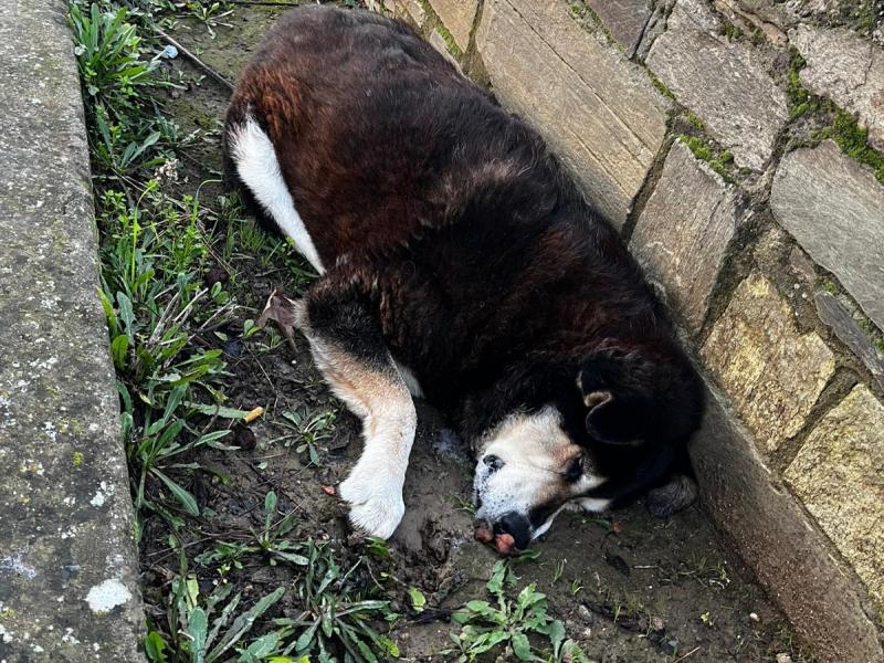 Φόλες σε αυλή σπιτιού στην Αργαλαστή: Μπροστά σε παιδιά δηλητηριάστηκε σκύλος με φρικτό τρόπο